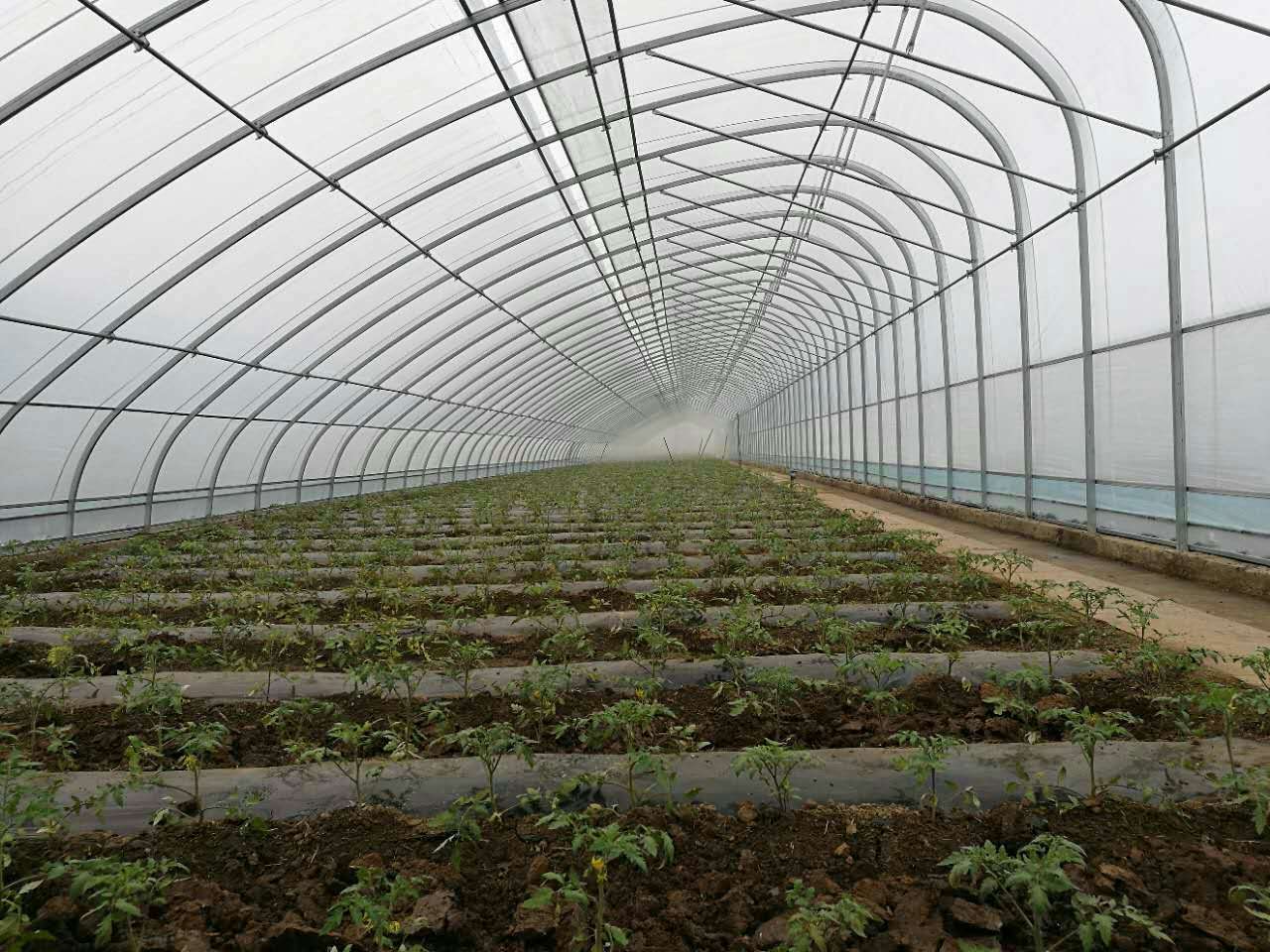 溫室大棚